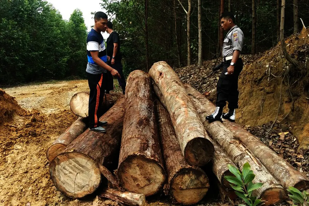 Razia Truk Pengangkut Kayu Bongkar Aksi Nakal Petugas Perhutani