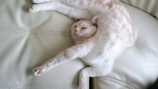 7 Potret Nyeleneh Pose Kucing saat Tidur Ini Bikin Geleng Kepala