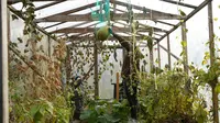 Ide Kebun Sayur Vertikal Belakang Rumah untuk Pangan Segar dan Asri, Solusi untuk Lahan Sempit