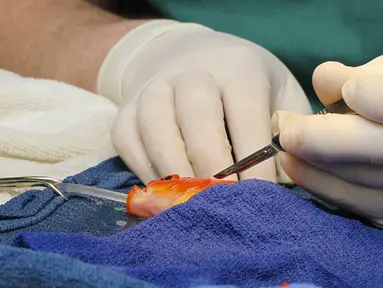 George, seekor ikan mas sedang menjalani operasi pengangkatan tumor di kepala, Australia, Selasa (16/9/14). (REUTERS/Lort Smith Animal Hospital/Handout via Reuters)
