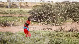 Seorang anak memukul kawanan belalang gurun dengan tongkat di dekat Desa Sissia, Samburu, Kenya, Kamis (16/1/2020). Serangga penghancur tanaman yang baru-baru ini meluluhlantakkan tanaman di Somalia dan Ethiopia, kini bermigrasi ke Kenya. (AP Photo/Patrick Ngugi)
