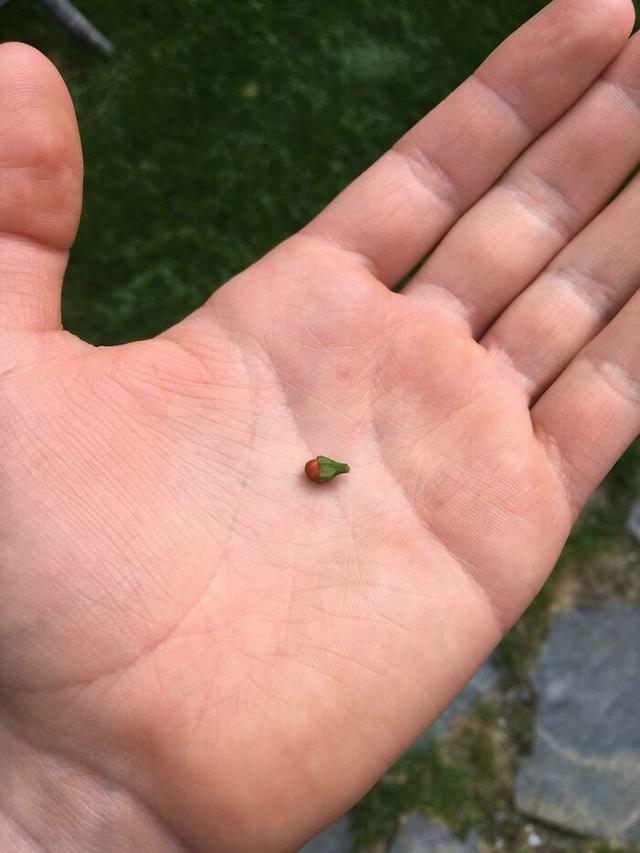 Hasil Berkebun Tak Sesuai Ekspektasi