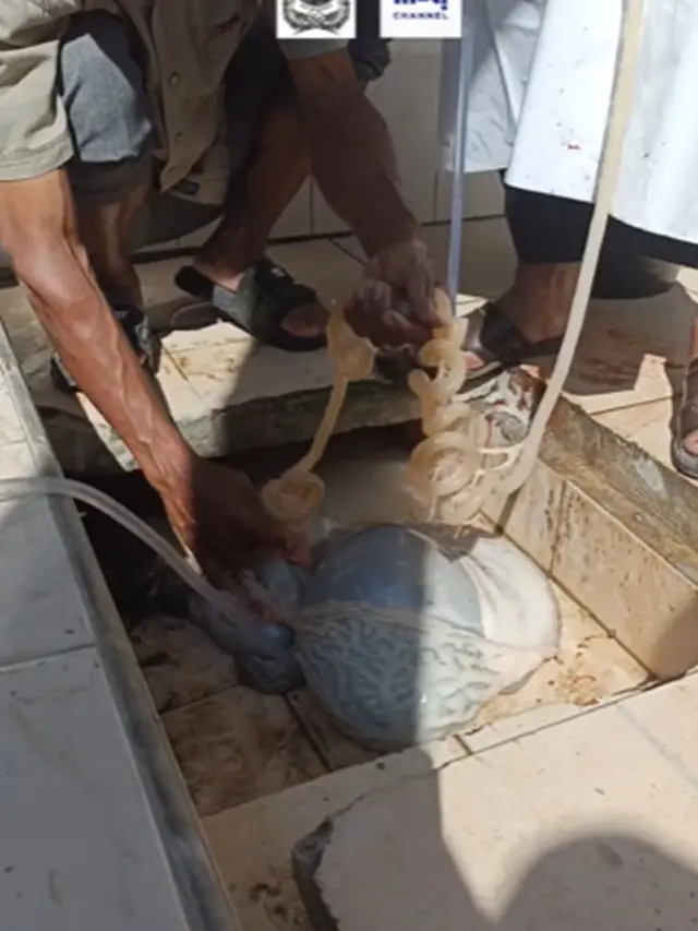 Jangan Disayat, Ini Trik Mudah Keluarkan Kotoran dari Usus Sapi Bermodal Selang