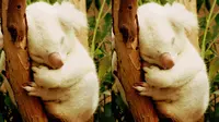 6 Binatang Albino yang Lucu Nan Memukau