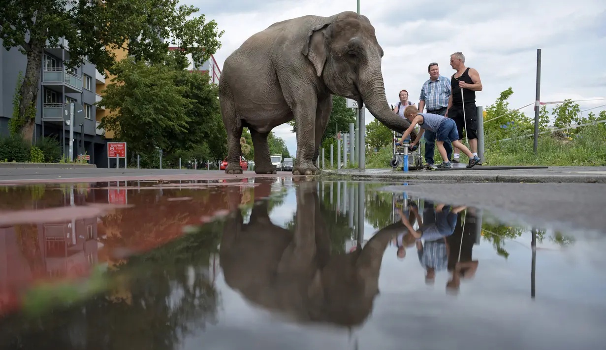 Seorang anak bermain dengan gajak sirkus di sebuah jalan di Berlin, Jerman, Kamis (30/6). Gajah tersebut diajak pawangnya untuk berjalan-jalan menikmati udara segar. (REUTERS/Stefanie Loos)