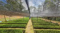 PT Tusam Hutani Lestari Milik Siapa? Ini Profil Perseroan
