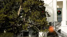 Sebagian dari pohon Magnolia Jackson di sisi barat halaman Gedung Putih, Selasa (26/12). Ini adalah pohon tertua di lahan Gedung Putih yang ditanam pada tahun 1828 selama masa pemerintahan mantan Presiden AS Andrew Jackson. (AP/Andrew Harnik)