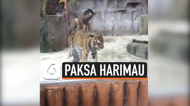 vertical harimau