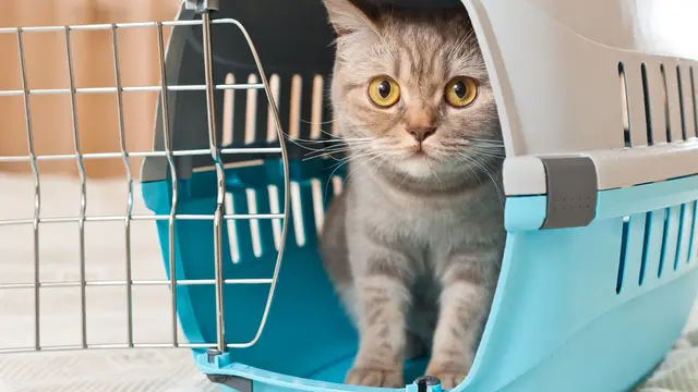Ilustrasi litterbox