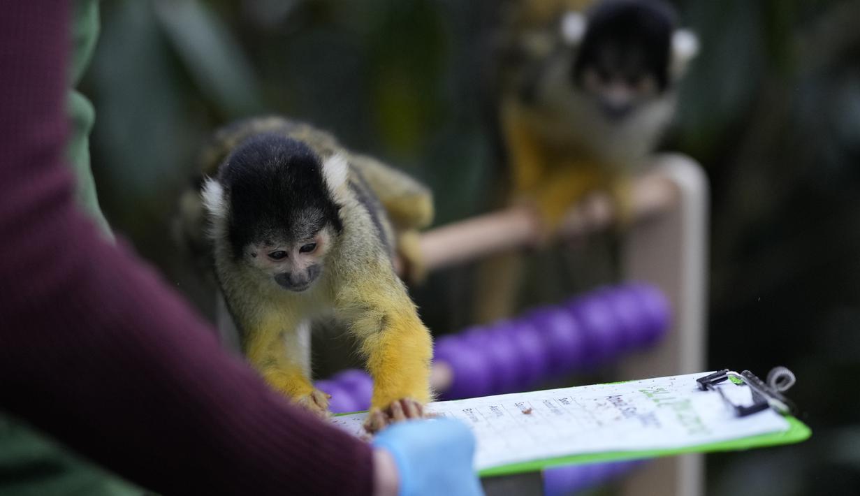 Monyet Tupai memakan camilan saat Kebun Binatang London melakukan inventarisasi tahunan, Selasa (4/1/2022). Merawat lebih dari 400 spesies berbeda, penjaga menghadapi tugas yang menantang untuk menghitung setiap mamalia, burung, reptil, dan invertebrata di Kebun Binatang. (AP Photo/Alastair Grant)