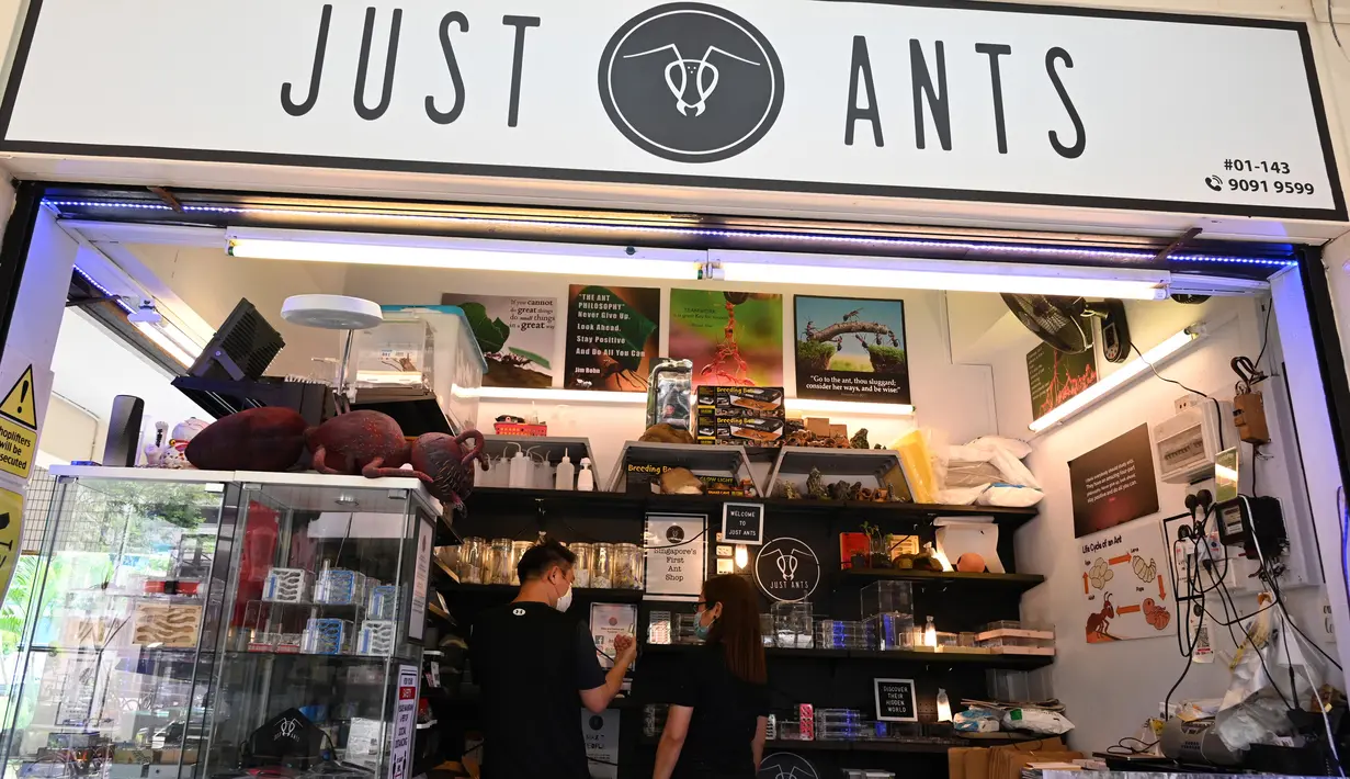 Orang-orang melihat tampilan formicarium yang menampung semut di dalam toko hewan peliharaan "Just Ants" di Singapura pada 23 September 2020. Pengusaha bernama John Ye membuka toko pertama di Singapura yang mengkhususkan diri menjual peternakan semut sebagai hewan peliharaan. (Roslan RAHMAN/AFP)