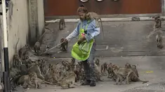 Seorang pekerja mengusir monyet dari pelanggannya di depan toko suku cadang mobil di Provinsi Lopburi, utara Bangkok, Thailand, Jumat, 24 Mei 2024. (AP Photo/Sakchai Lalit)