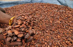 Strategi Raksasa Produsen Cokelat Rebut Hati Konsumen saat Biaya Tinggi