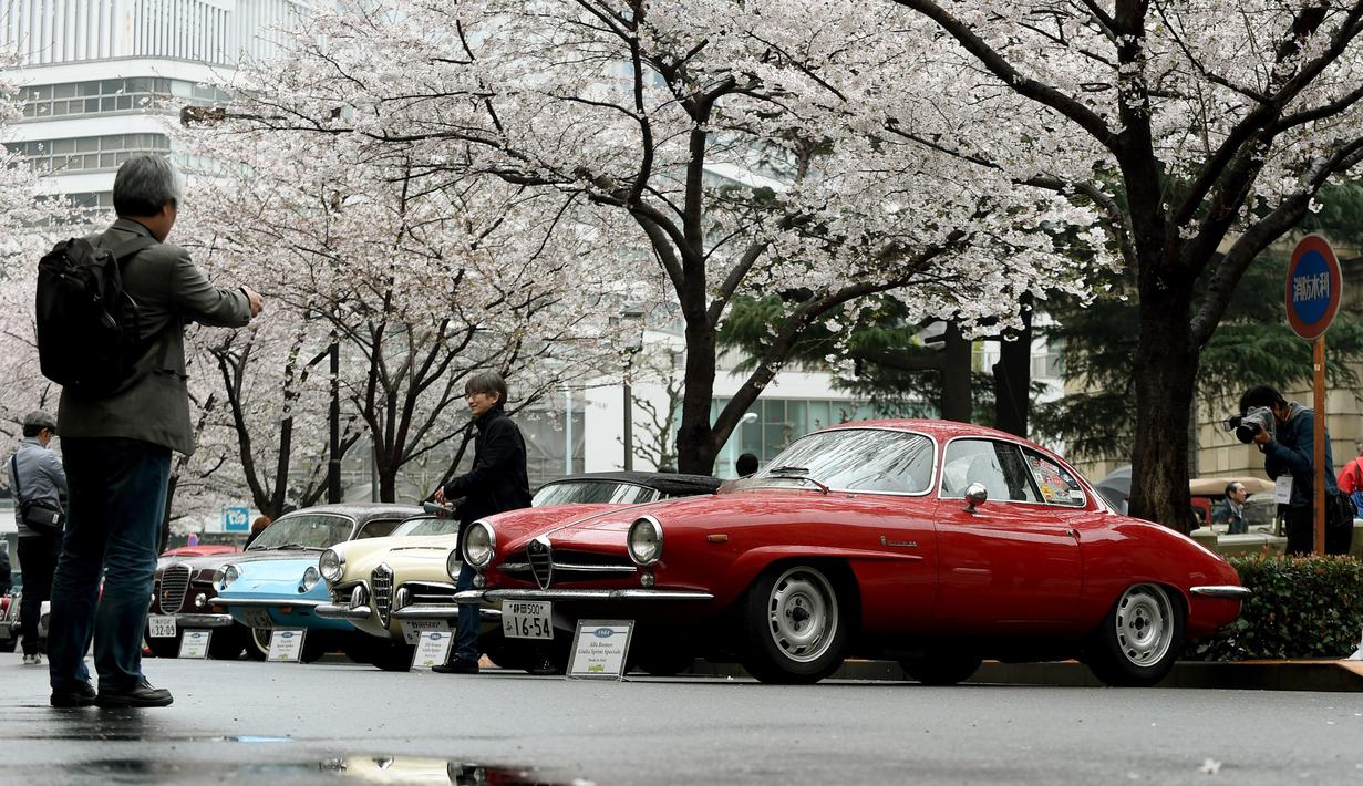Pengunjung melihat mobil-mobil klasik di bawah Pohon Sakura termasuk Alfa Romeo Giulia Sprint Speciale selama acara Japan Classic Automobile 2016 di Tokyo, Jepang, Minggu (4/3). 32 mobil antik keluaran tahun lawas dipamerkan. (AFP/Toshifumi Kitamura)