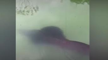 Heboh 8 Ekor Ikan Raksasa Berukuran Bus Muncul di Danau Pakis Lumajang