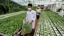 Santri memanen bayam usai memperingati Hari Santri Nasional di Kebun Gizi Hidroponik, Pesantren Hidayatullah Depok, Jawa Barat, Kamis (22/10/2020). Beragam sayur dikelola secara mandiri oleh para santri dengan nilai panen mencapai 1,2 ton atau sekitar Rp 20 juta per bulan. (merdeka.com/Arie Basuki)