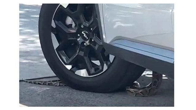 Penampakan Ular Menyelinap Masuk Mobil saat Antre Drive-Thru, Bikin Histeris