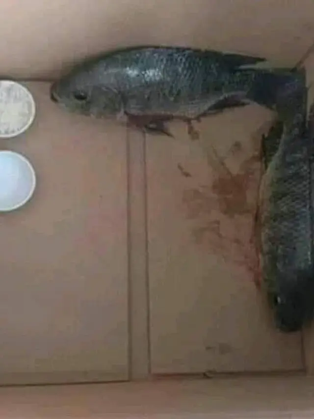 10 Potret Orang Beri Makan Ikan Layaknya Manusia Ini Kocak