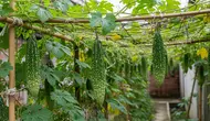 10 Ide Menanam Pare Rambat di Teras Biar Estetik Sekaligus Produktif, Cocok untuk Lahan Sempit
