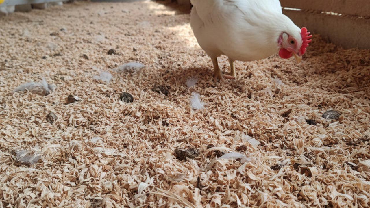 Alas kandang ayam