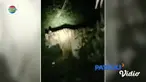 Seorang petugas penyuluh lapangan di Padang Lawas, Sumatra Utara, menderita luka-luka diserang harimau di perkebunan karet.