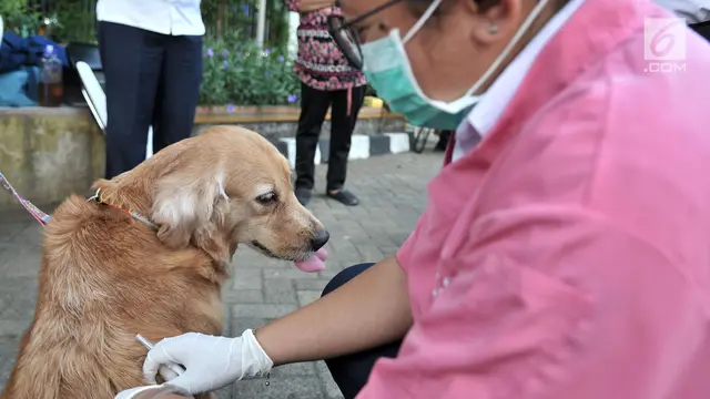 Deteksi Penularan Rabies, Dinas KPKP DKI Pasang Microchip Pada Anjing