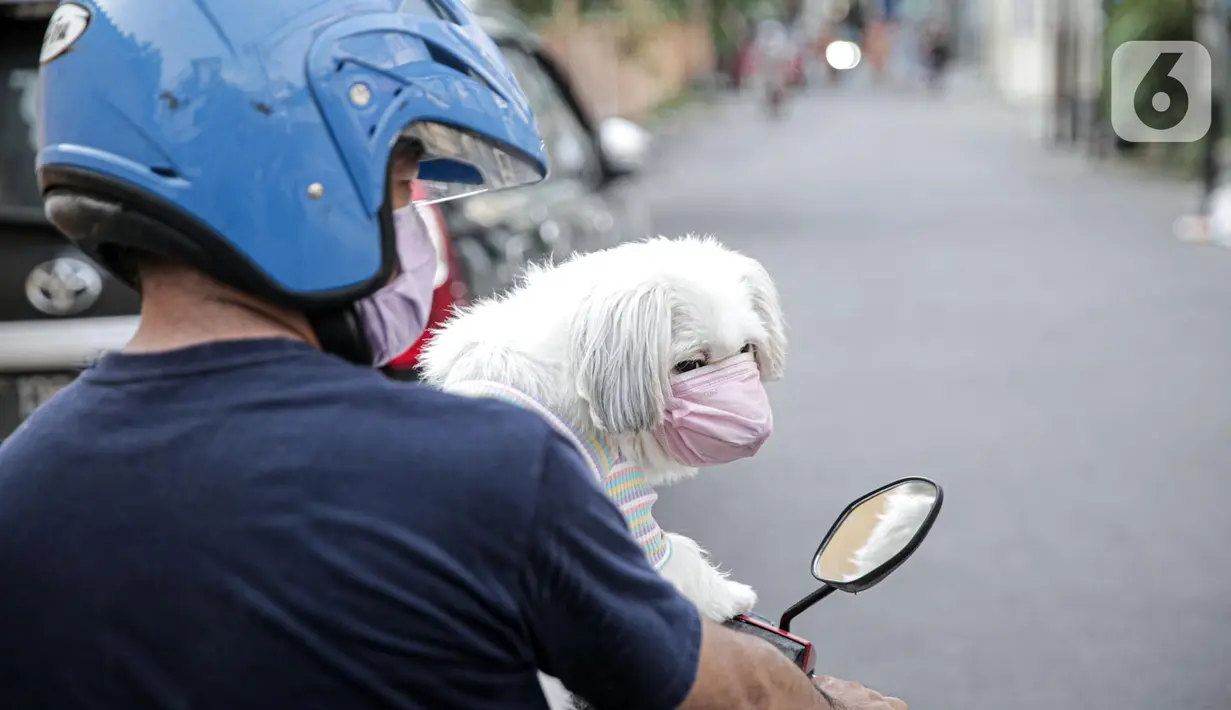 Seorang warga membawa anjing peliharaannya yang menggunakan masker di Jakarta, Selasa (12/5/2020). Masker yang dipasangkan oleh pemiliknya tersebut untuk melindungi anjing dari polusi udara serta mengantisipasi tertular virus corona COVID-19. (Liputan6.com/Faizal Fanani)