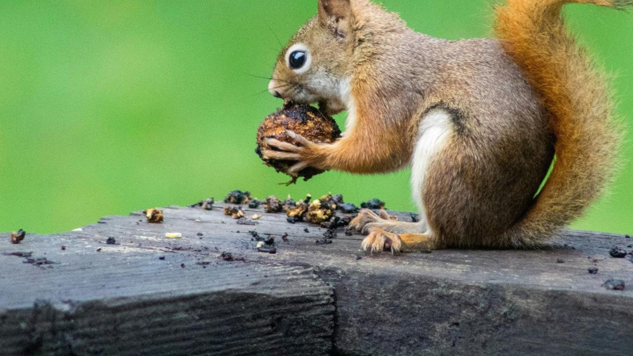 Mengutip <i>TimesofIndia</i>, Selasa (13/2), berikut adalah hewan yang sanggup tak makan dan minum berbulan-bulan: