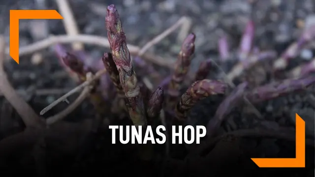 VIDEO: Ini Wujud Tunas Hop, Sayuran Dengan Harga Selangit