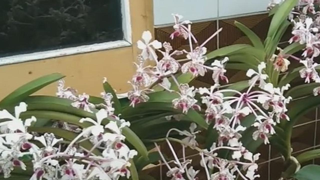 Anggrek Vanda Tricolor