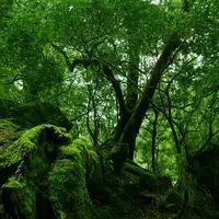 Apotek hidup adalah memanfaatkan sebagian tanah untuk ditanami tanaman obat-obatan untuk keperluan sehari-hari.