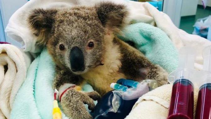Koala dihinggapi kutu yang dirawat Rumah Sakit Rumah Sakit Margasatwa Currumbin. (Currumbin Wildlife Hospital)
