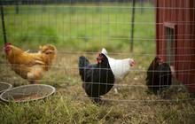 Perbedaan Sekam, Pasir, dan Serbuk Gergaji untuk Pemilihan Terbaik Alas Kandang Ayam