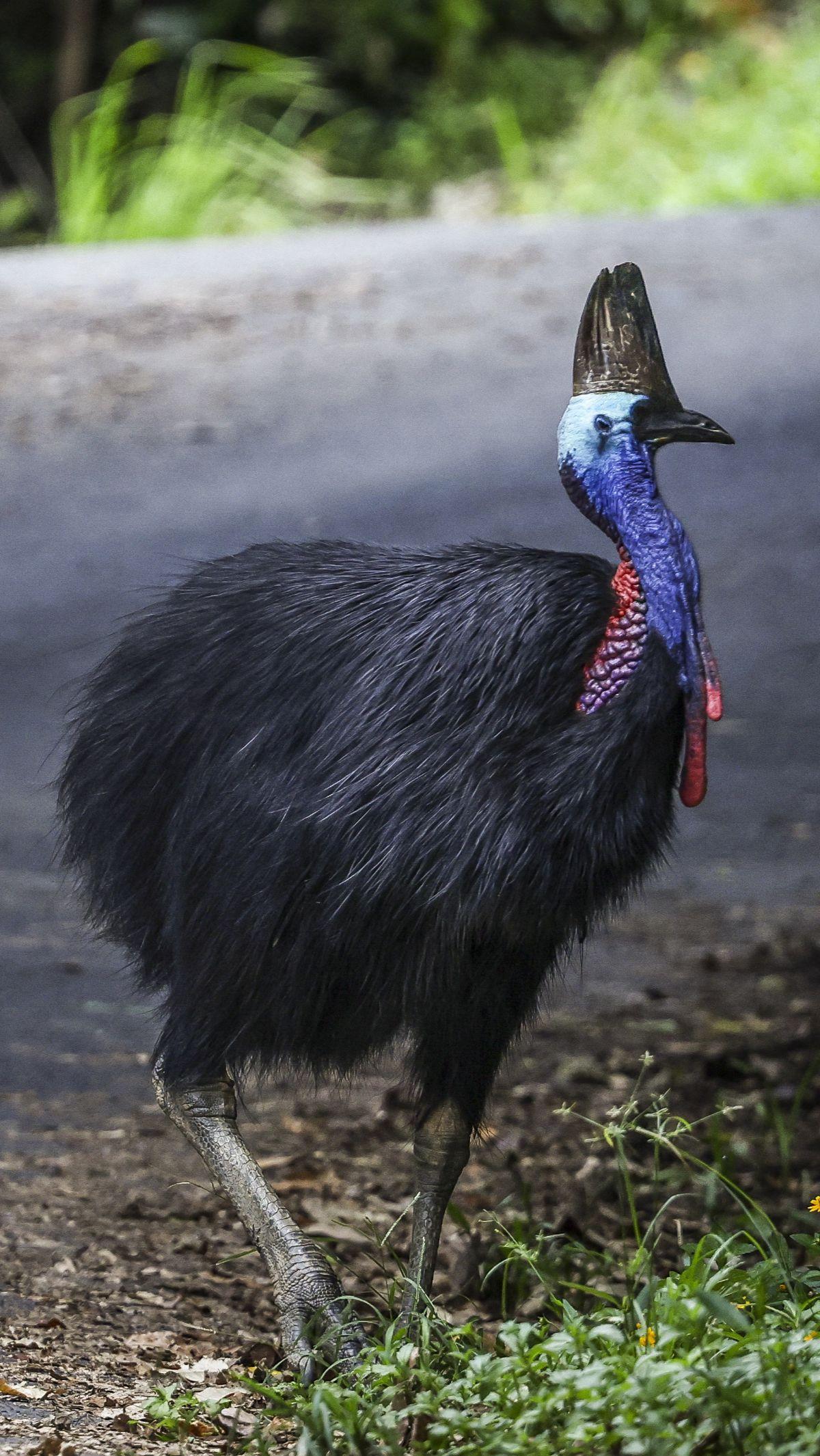 1. Burung Kasuari Selatan