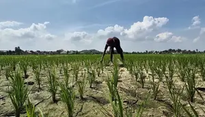 BMKG Ungkap Prakiraan Musim Hujan Lampung Mundur