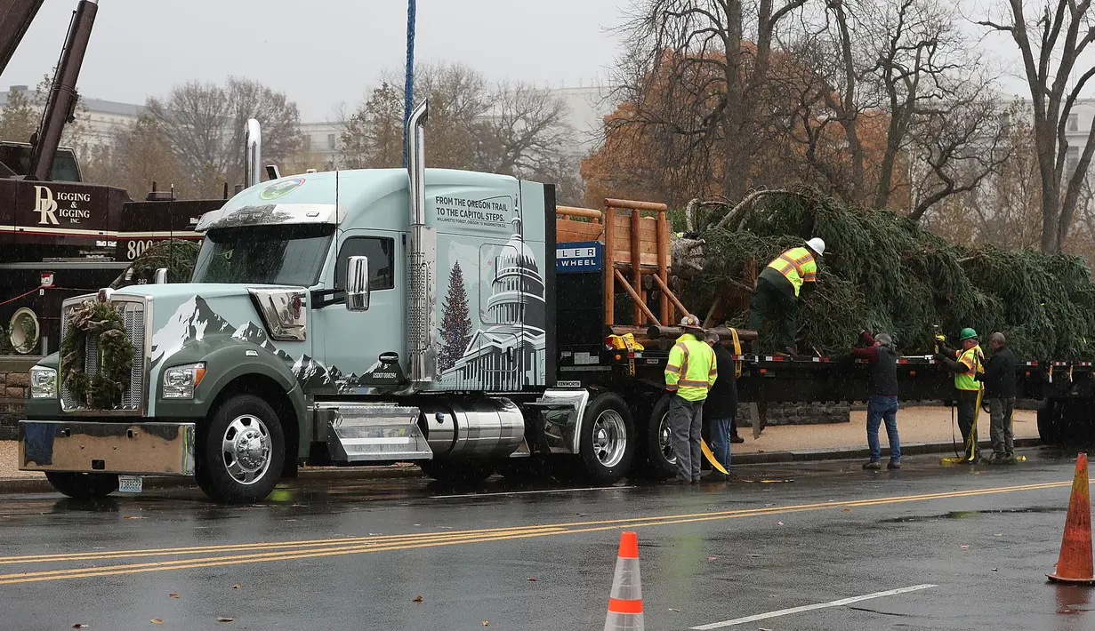 Pekerja bersiap untuk mendirikan pohon Natal raksasa di bagian barat Gedung Capitol AS di Washington, Senin (26/11). Pohon Natal setinggi 24 meter itu diambil dari Hutan Nasional Willamette di Oregon. (Mark Wilson/Getty Images/AFP)