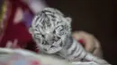 Marina Arguello merawat seekor harimau putih betina yang baru lahir bernama Snow di Kebun Binatang Nasional di Masaya, Nikaragua, Selasa (5/1/2021). Harimau putih langka yang lahir di kebun binatang Nikaragua tersebut dibesarkan oleh manusia setelah ditolak induknya. (INTI OCON / AFP)