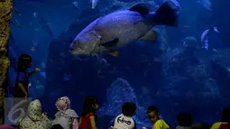 Sejumlah anak melihat ikan besar di SeaWorld Ancol, Jakarta, Minggu (25/12). Seaworld menjadi tempat favorit pengunjung dalam liburan dikarenakan mereka bisa sambil belajar untuk putra-putrinya mengenal biota laut. (Liputan6.com/Faizal Fanani)