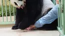 Seorang penjaga China mengambil anak pertama dari panda raksasa Huan Huan yang mengawasi sambil menggigit anak kedua di mulutnya setelah dia melahirkan di Beauval, ZooSaint-Aignan-sur-Cher, Prancis, 1 Agustus 2021. Huan Huan melahirkan dua anak kembar dalam keadaan sehat. (Guillaume SOUVANT/AFP)