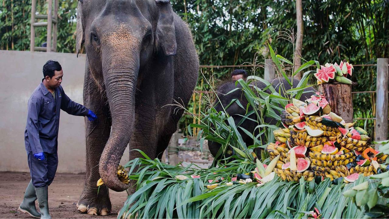 FOTO: Pesta Buah untuk Nurhayati dan Kama di Hari Gajah Sedunia