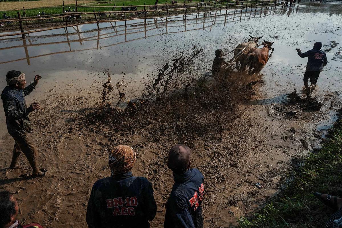 FOTO: Pacu Jawi Kembali Hidupkan Tradisi Sawah Berlumpur