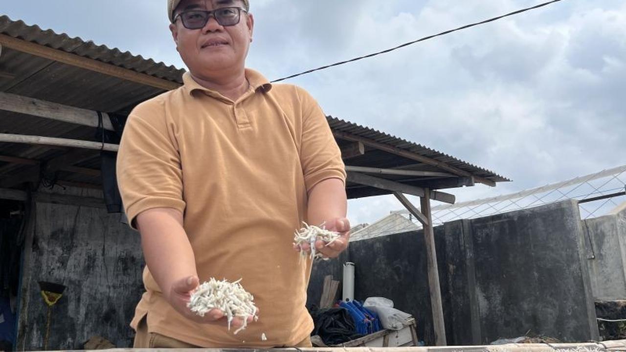 Pengrajin Ikan Asin Lampung Selatan Jaga Kualitas dan Inovasi Demi Perluas Pasar Global