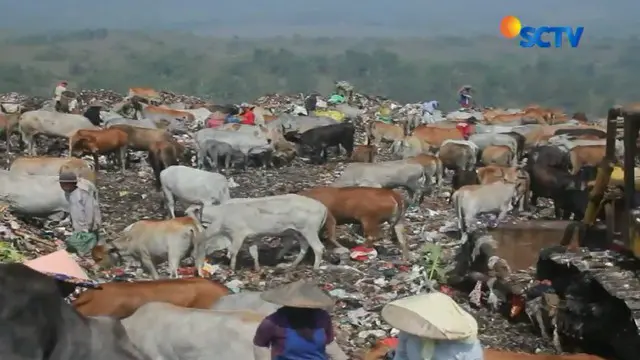 Dinas Perikanan dan Peternakan Purwakarta masih menemukan ratusan sapi yang diberi makan sampah.