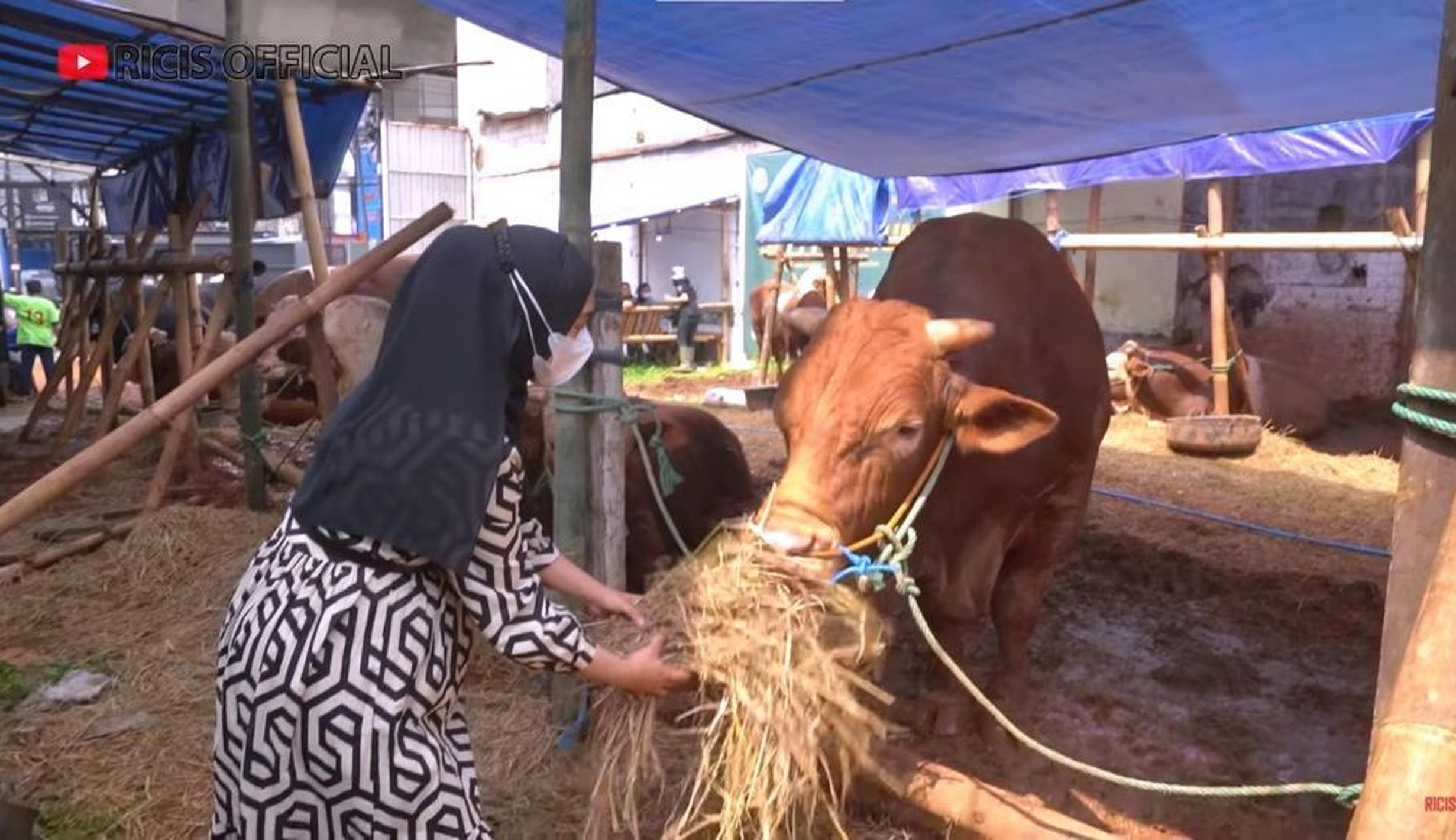 FOTO: Potret Sapi Jumbo Ria Ricis untuk Kurban, Beratnya Capai 1,2 Ton