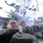 Kera Jepang atau monyet salju (Macaca fuscata) terlihat sedang asyik mandi di pemandian air panas buatan, di Jigokudani Hot Spring, Prefektur Nagano, Jepang. Gambar diambil pada 14 Februari 2005. (Wikimedia/Creative Commons)