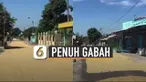 Kegiatan menjemur gabah kerap ditemui di desa-desa, tak jarang menutup sebagian jalan.