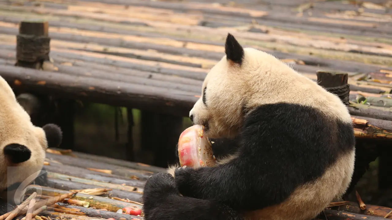 20150825-Beginilah Suasana Jika Panda Berulang Tahun-China