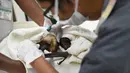 Dokter hewan India Khyati Kapadia (kanan) dan asisten Jitubhai Verma menyuntik seekor fruitbat yang menderita dehidrasi di tengah meningkatnya suhu di Ahmedabad (24/5). Negara bagian Gujarat di India mengalami cuaca panas tinggi. (AFP Photo/Sam Panthanky)