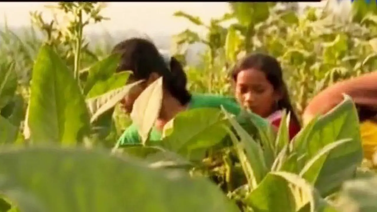 Simalakama Tembakau Bagi Anak-Anak Sindoro-Sumbing