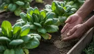 Cara Menyuburkan Tanaman Bayam dan Sawi agar Daun Rimbun dan Cepat Panen